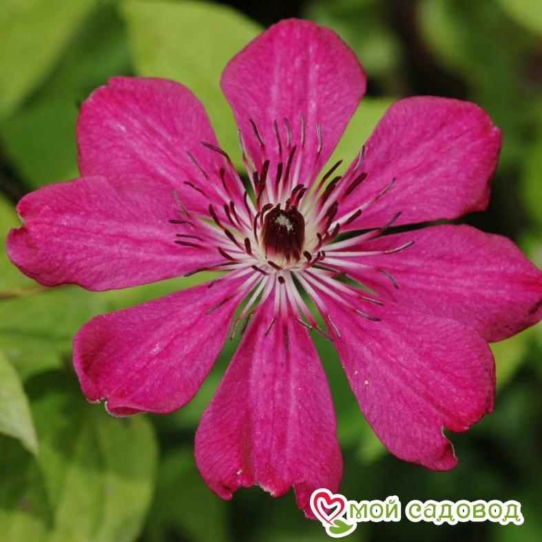 Клематис Аллана ЗКС