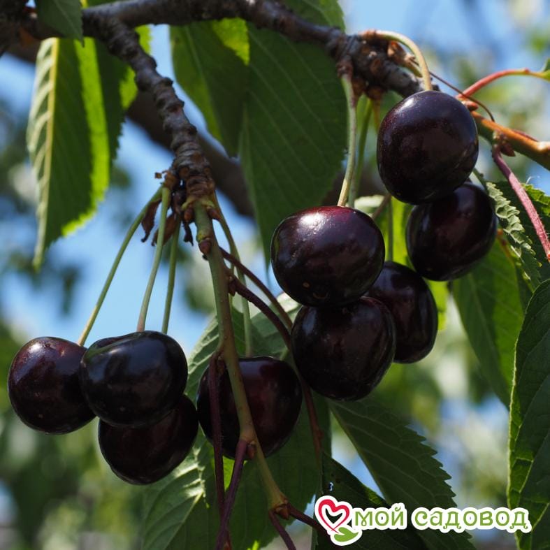 Черешня Кордия
