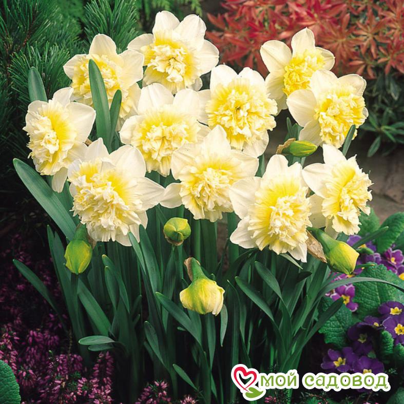 Нарцисс махровый Айс Кинг