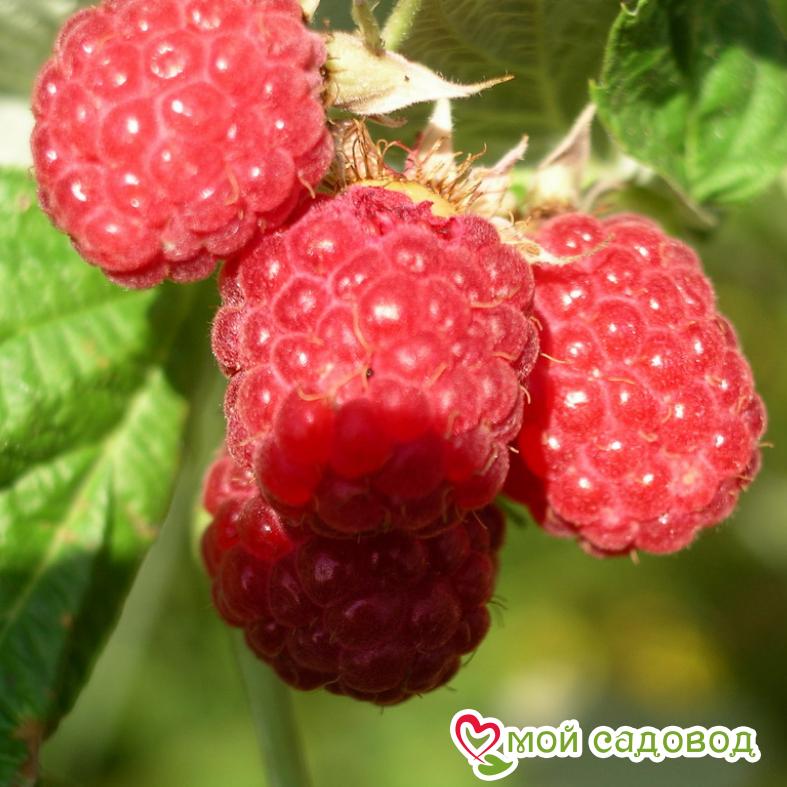 Малина ремонтантная Бриллиантовая