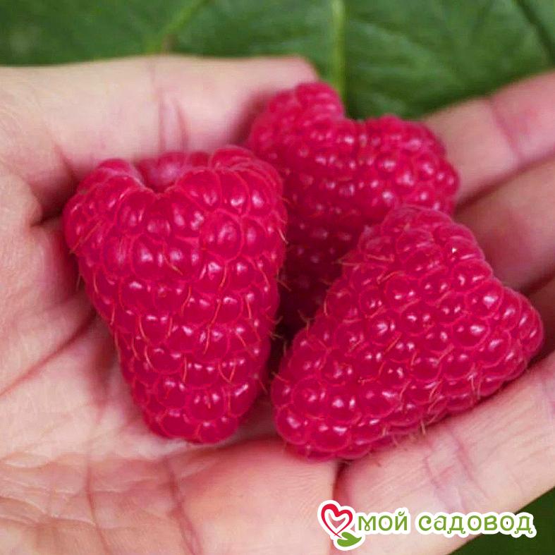 Малина ремонтантная Геракл