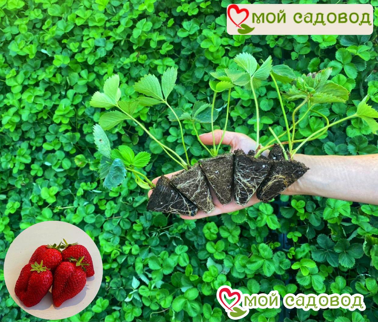 Клубника Серенада Лета (ампельная для подоконника)